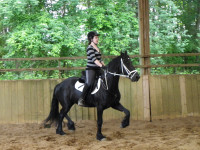 Vente de cheval : Pilgrime